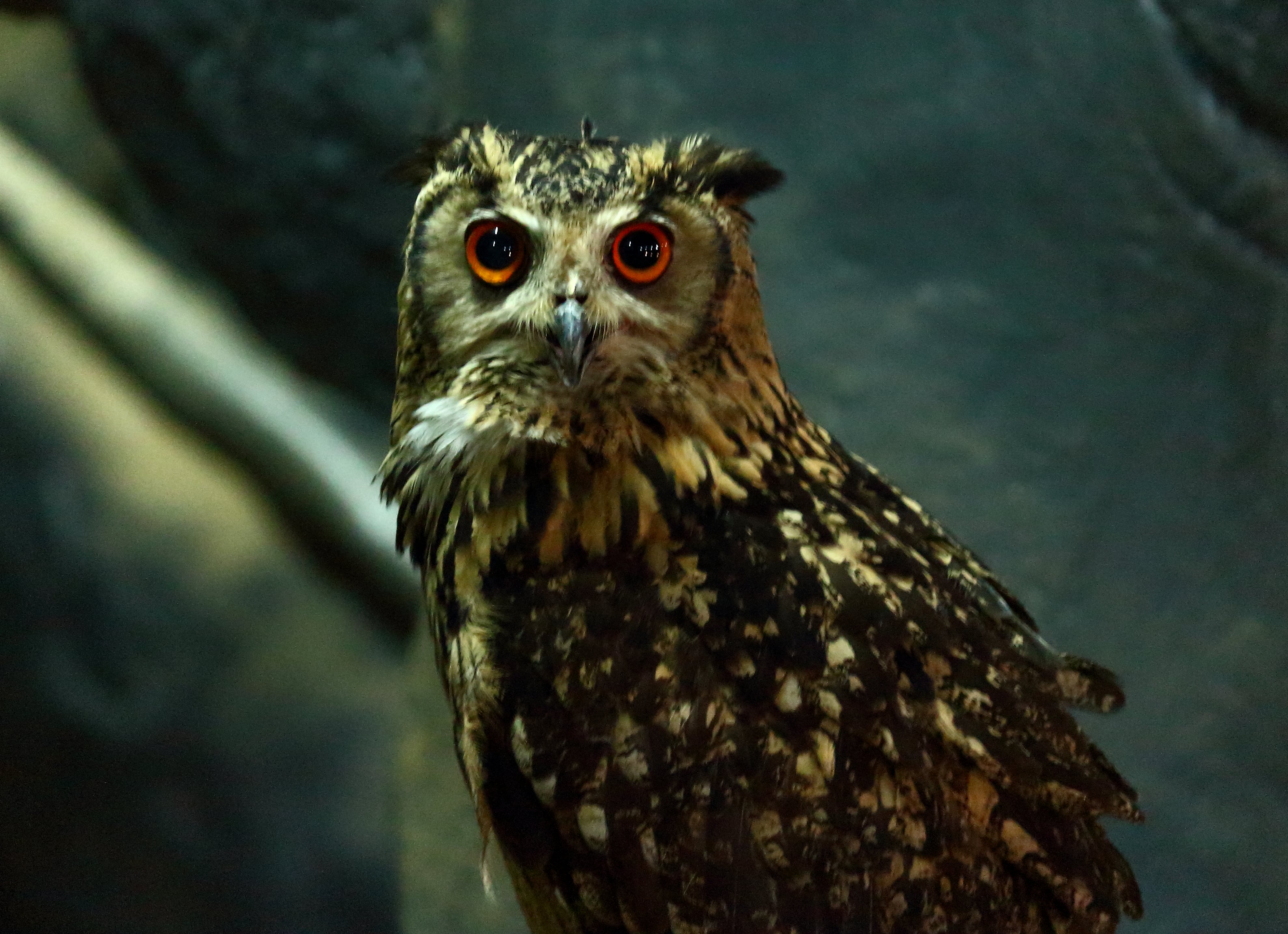 The Indian Eagle Owl