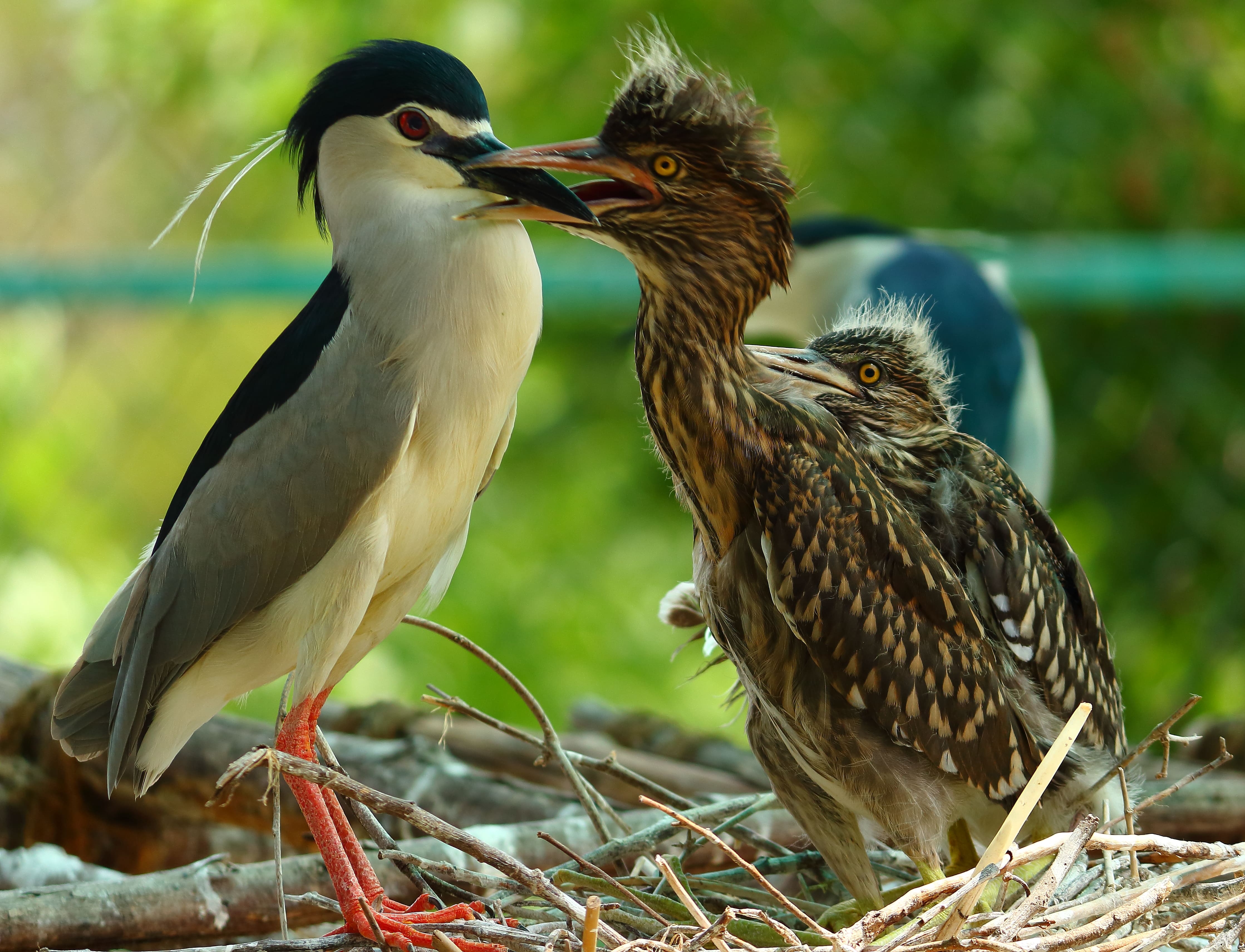 A Black Crowned Night Heron with its chicks