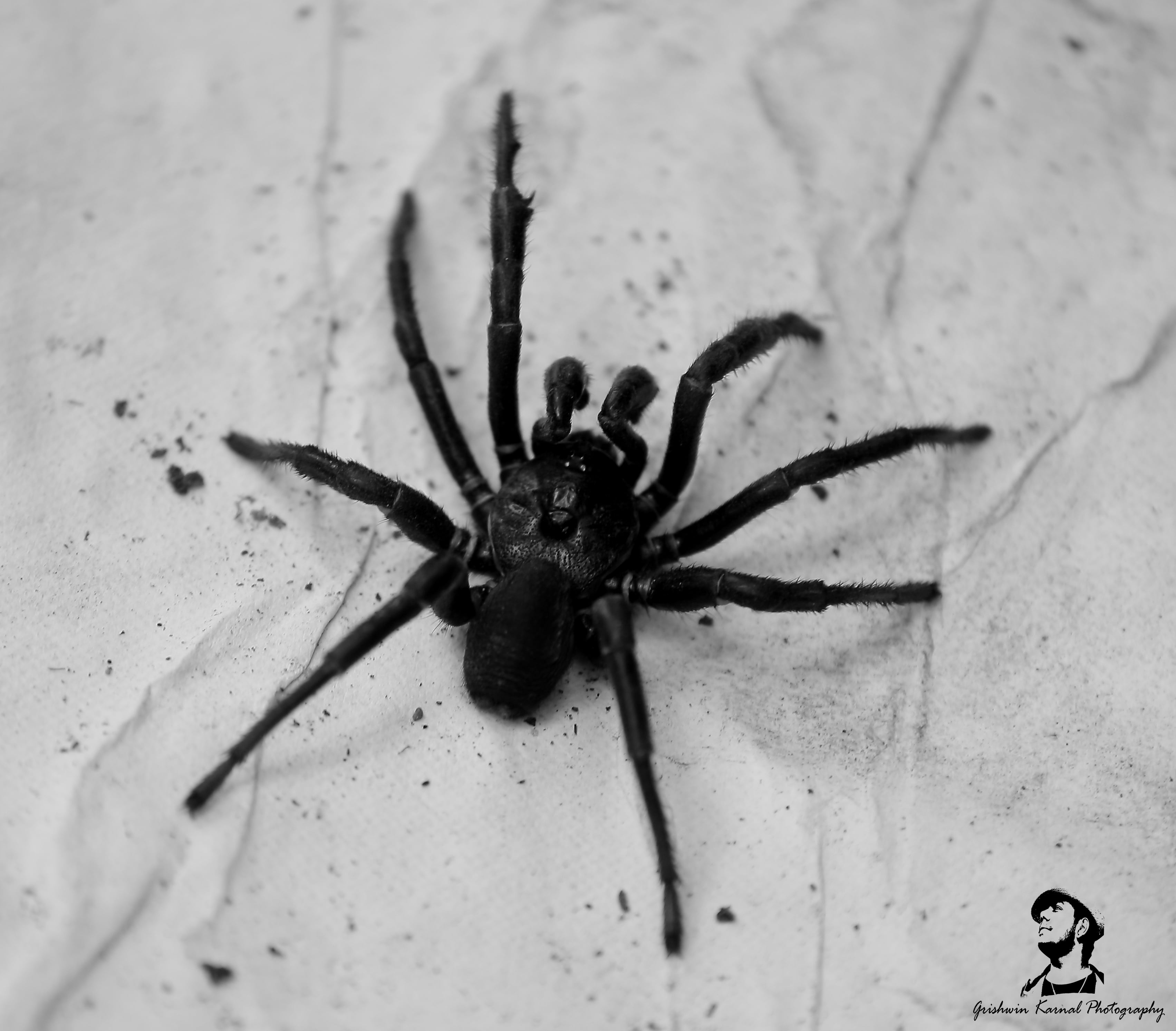  Black Trapdoor Spider
