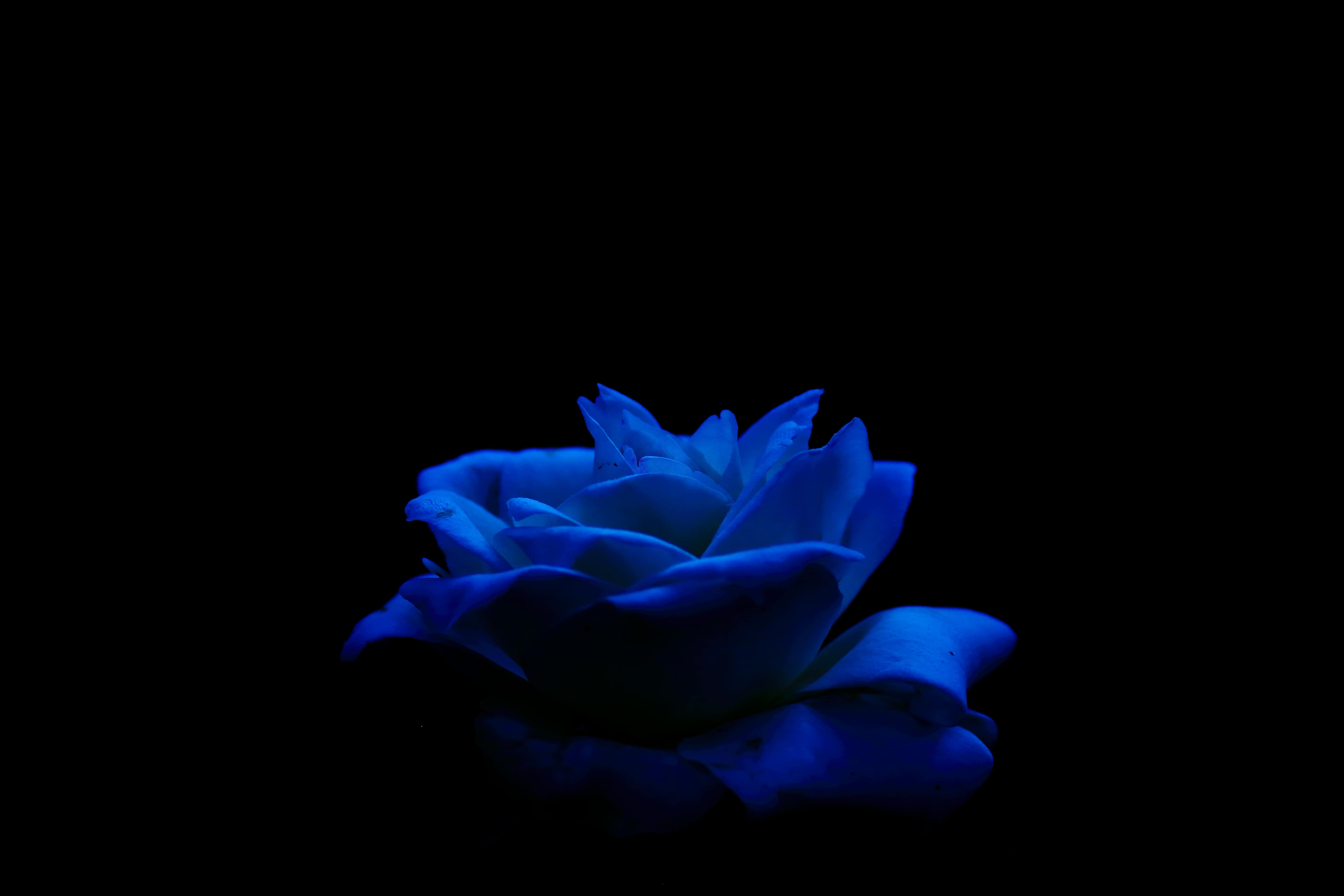 A White rose captured as a Blue rose